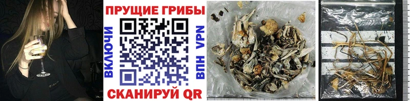 Псилоцибиновые грибы Cubensis  где можно купить   Котельники 